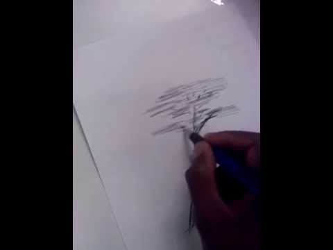 480x360 How To Sketch Acacia Tree - Acacia Tree Sketch
