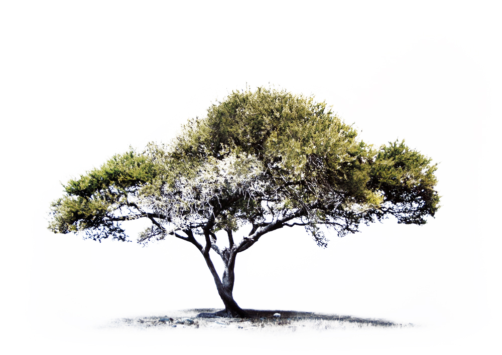 1000x708 Jon Colman Acacia Tree (Limited To 24) The Lonehill Art Gallery - Acacia Tree Sketch