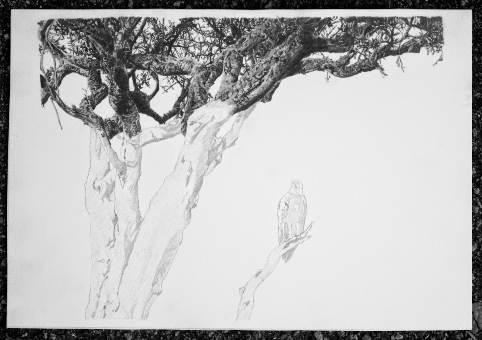 1600x1127 Kathryn Hansen Graphite And Colored Pencil Drawings Maasai Mara - Acacia Tree Sketch