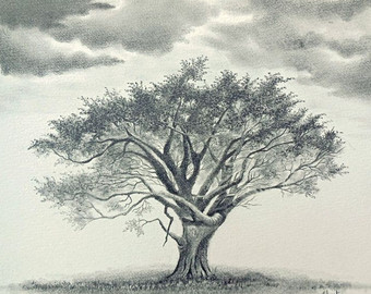 340x270 Mulga Acacia Desert Tree Graphite Drawing Etsy - Acacia Tree Sketch