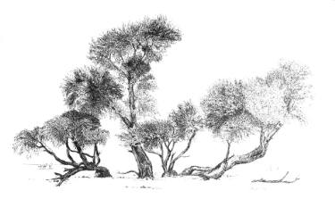 375x232 Sesriem Acacia Erioloba, Namibia Drawing By Patty Moon Saatchi Art - Acacia Tree Sketch