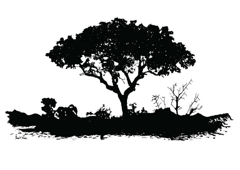 770x546 The Acacia Tree Drawing By David Rabie Saatchi Art - Acacia Tree Sketch