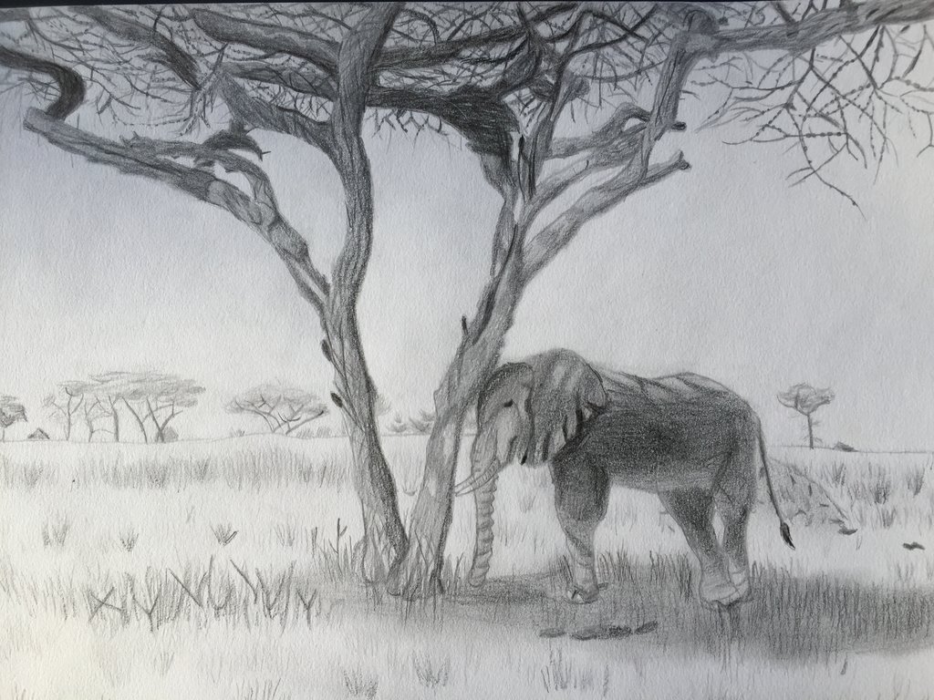 1024x768 The Acacia Tree And The Elephant By The Long Feline - Acacia Tree Sketch
