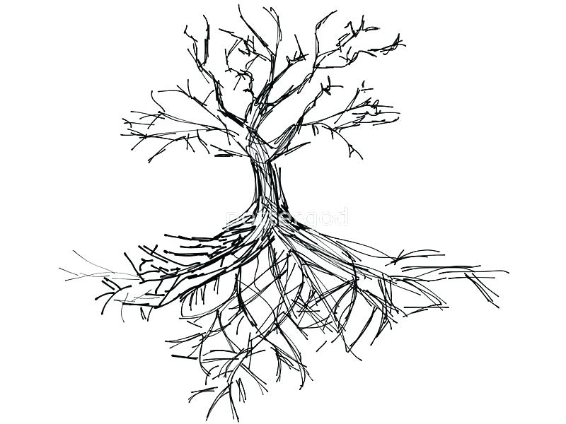 800x600 Tree Sketch With Roots Art Prints By Root Yard And Drawing Wall - Acacia Tree Sketch