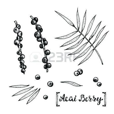 450x450 Acai Plant - Acacia Tree Sketch