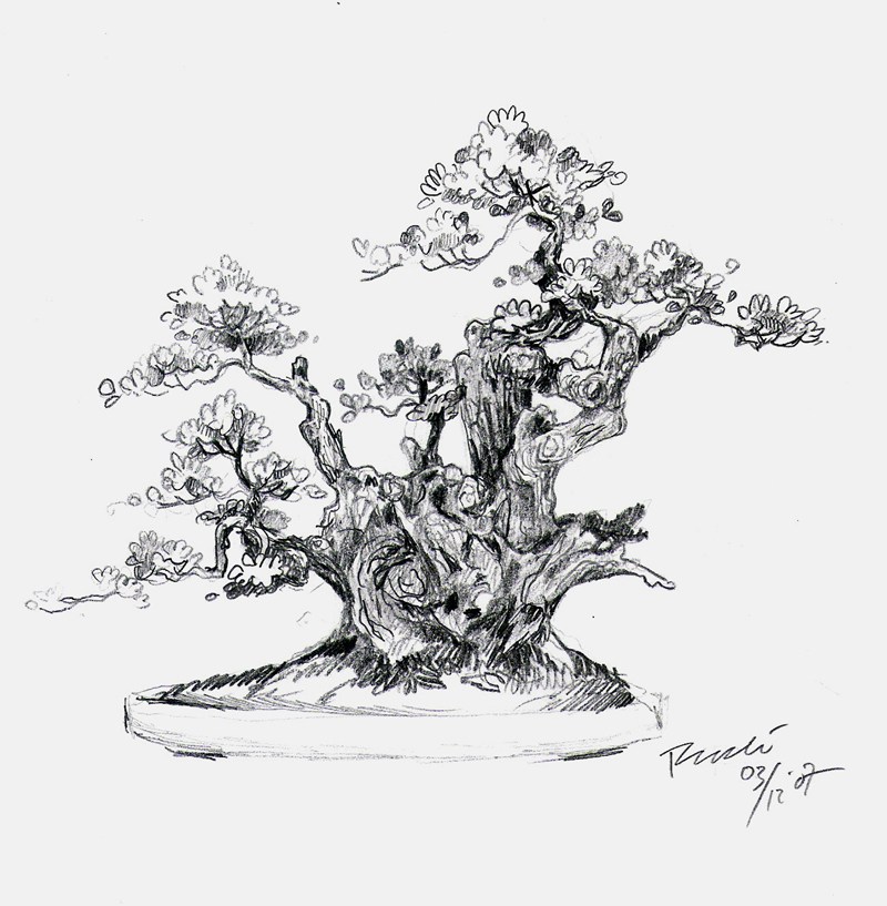 800x817 Acacia Tree Tattoo Sketch - Acacia Tree Sketch