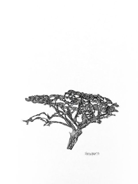 480x640 Acacia Tree Farrah Akbarali - Acacia Tree Sketch