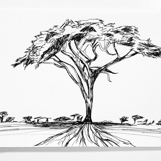 Acacia Tree Sketch at PaintingValley.com | Explore collection of Acacia