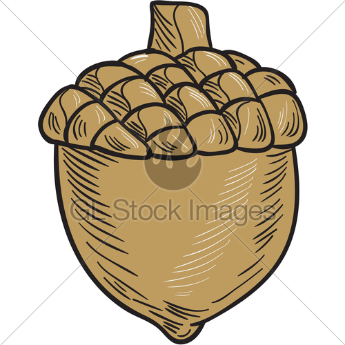 500x500 Acorn Drawing Gl Stock Images - Acorn Sketch