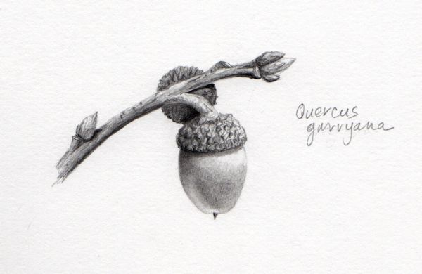 600x390 Acorn Sighting! - Acorn Sketch