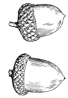 222x319 Acorn Line Drawing Tattoos Tattoos, Acorn Tattoo - Acorn Sketch