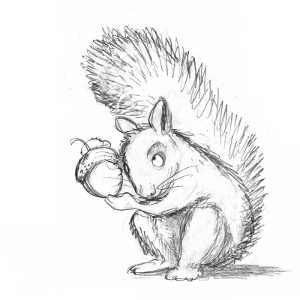 300x300 Acorn Sketches Ink Amp Paint - Acorn Sketch