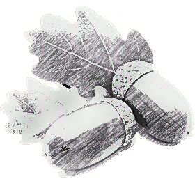 280x280 Collection Of Free Acorn Drawing Sketch. Download On Ubisafe - Acorn Sketch