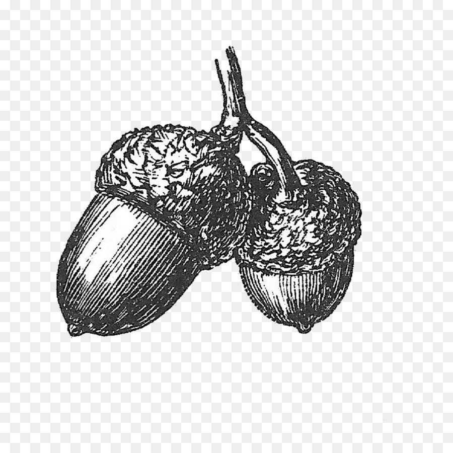 900x900 Drawing White Oak Acorn Clip Art - Acorn Sketch