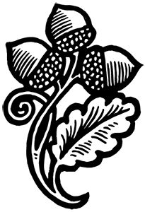 205x300 Image - Acorn Sketch