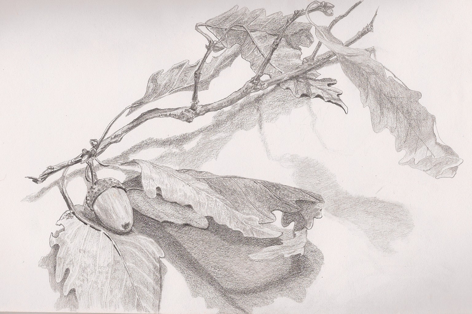 1537x1024 Sketch A Day 2011 September 23, 2011 - Acorn Sketch