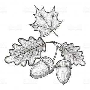 300x300 Sketch Of An Oak Leaf And Acorn Gm Lazttweet - Acorn Sketch