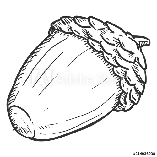 500x500 Vector Hand Drawn Sketch Illustration - Acorn Sketch