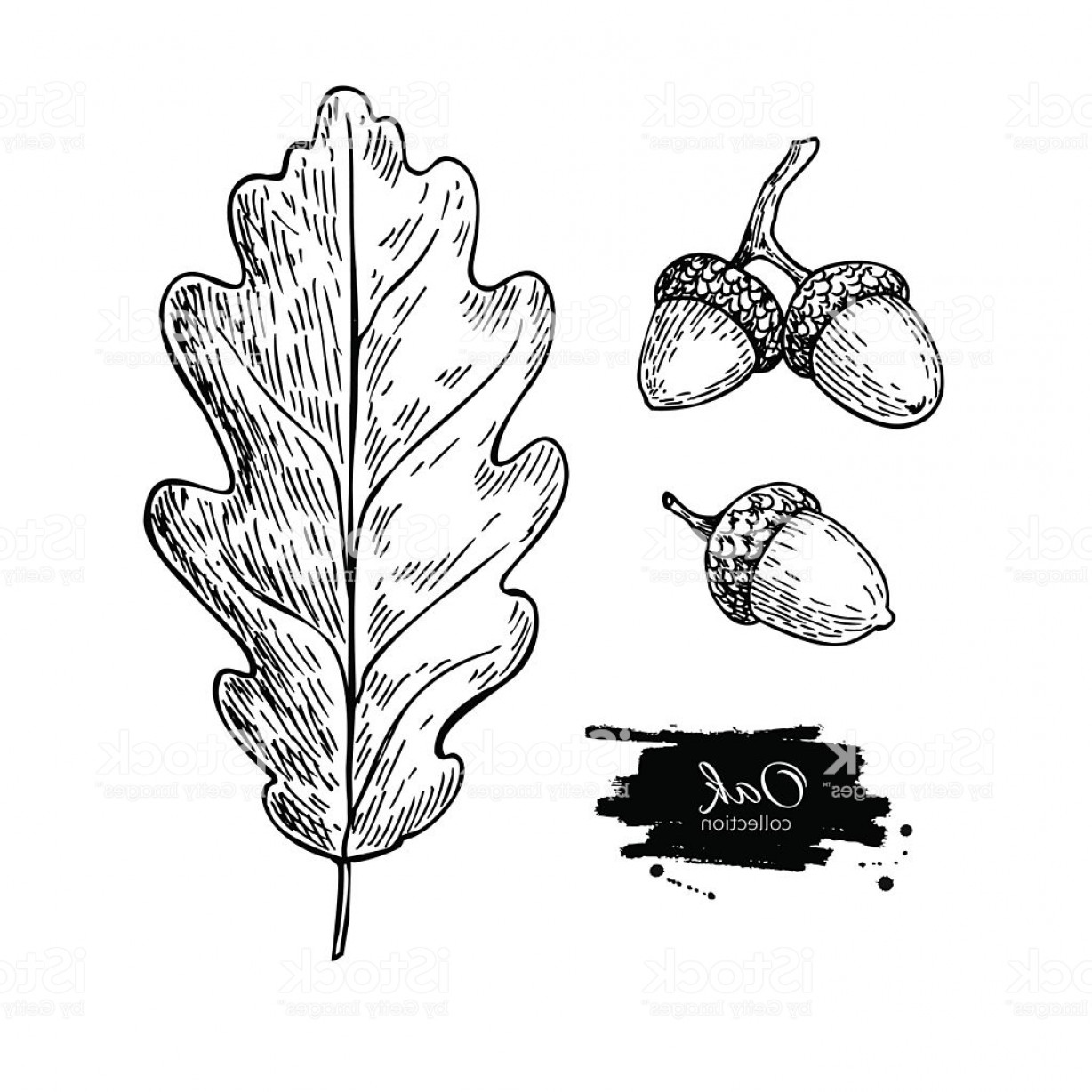 1228x1228 Vector Oak Leaf And Acorn Drawing Set Autumn Elements Gm Shopatcloth - Acorn Sketch