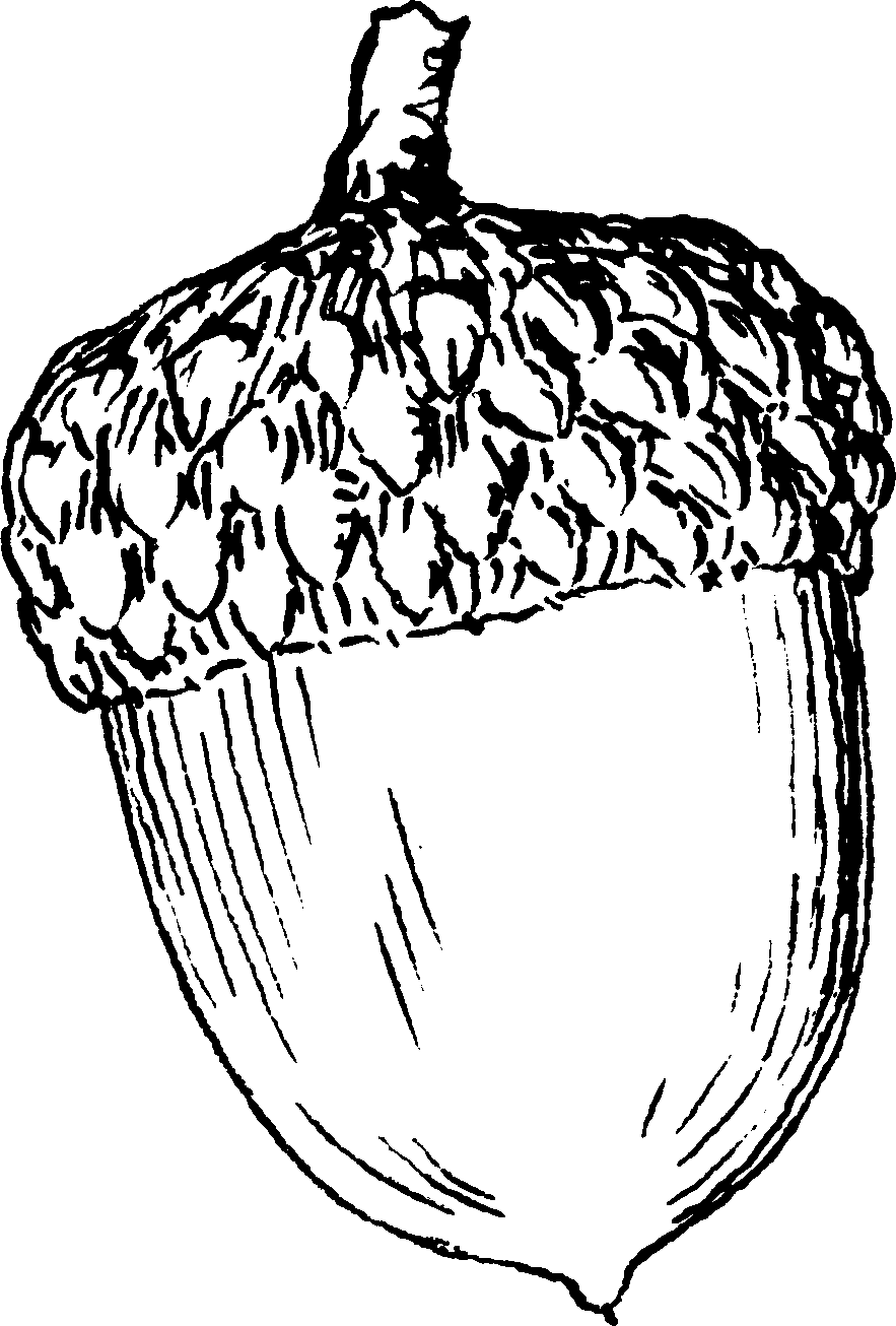 883x1306 Acorn Art - Acorn Sketch