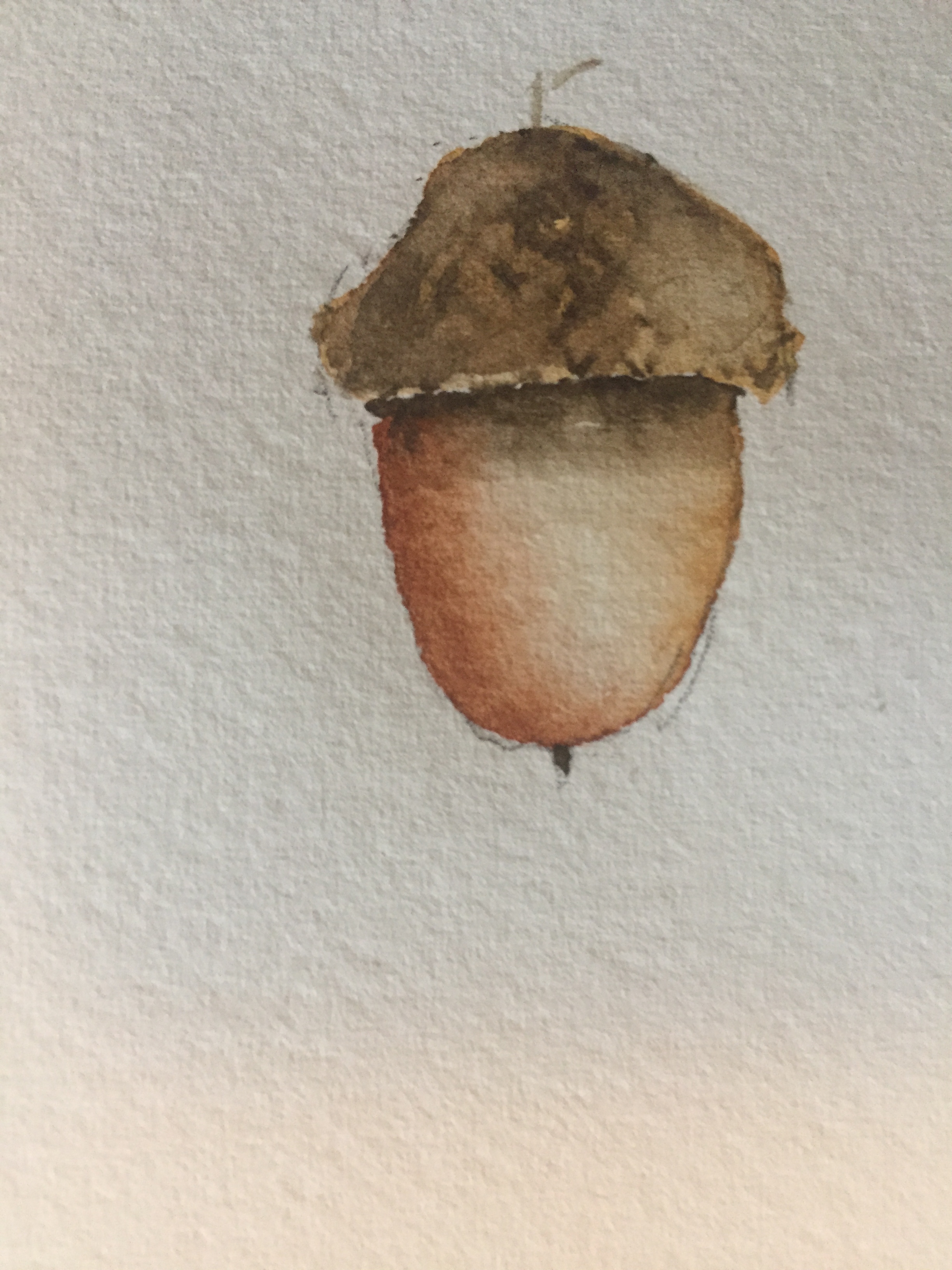 2448x3264 Acorn Sketch Le Robin Art - Acorn Sketch