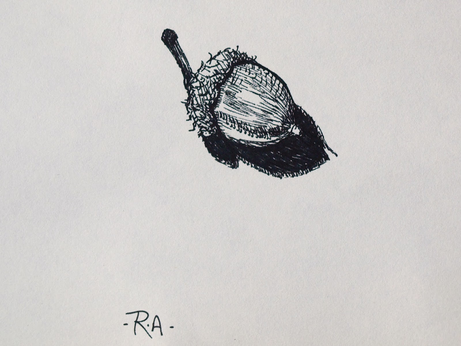 1600x1204 Artiqueryrose Tiny Acorn Sketch Ink - Acorn Sketch
