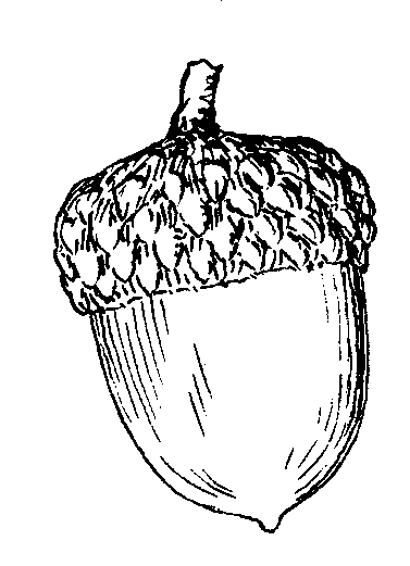 377x521 Acorn Drawing - Acorn Sketch