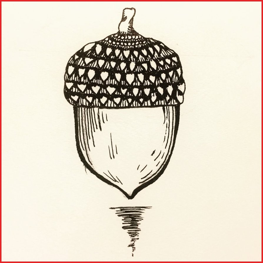 Acorn Sketch at PaintingValley.com | Explore collection of Acorn Sketch