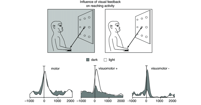 850x445 Influence Of Visual Background On Reaching Activity. Top Sketch - Activity Sketch