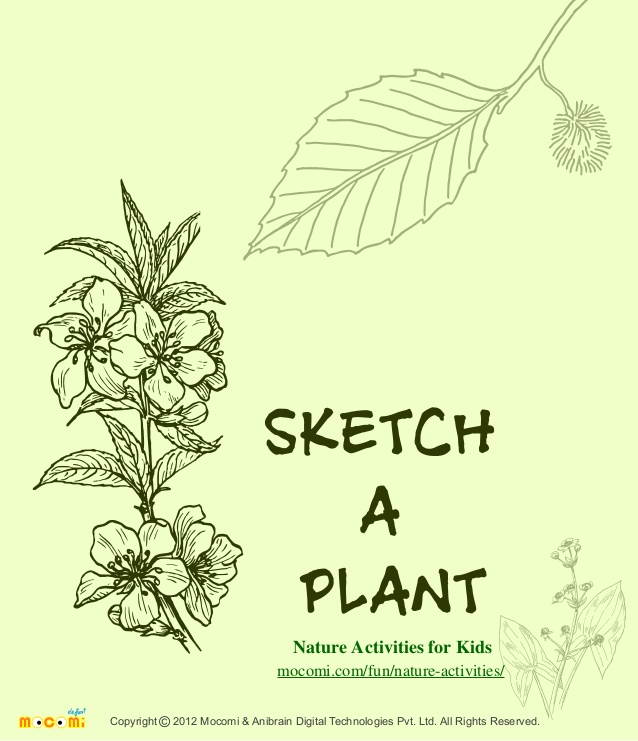 638x741 Sketch A Plant - Activity Sketch