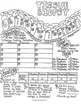 270x350 Tissue Biopsy For Mitosis Activity Using Sketch Notes Wteachers - Activity Sketch