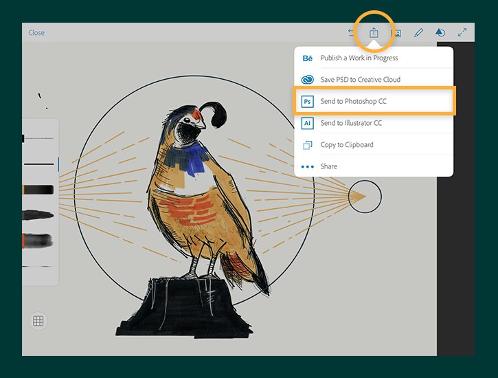 725x550 Digital Drawing Mobile App - Adobe Sketch