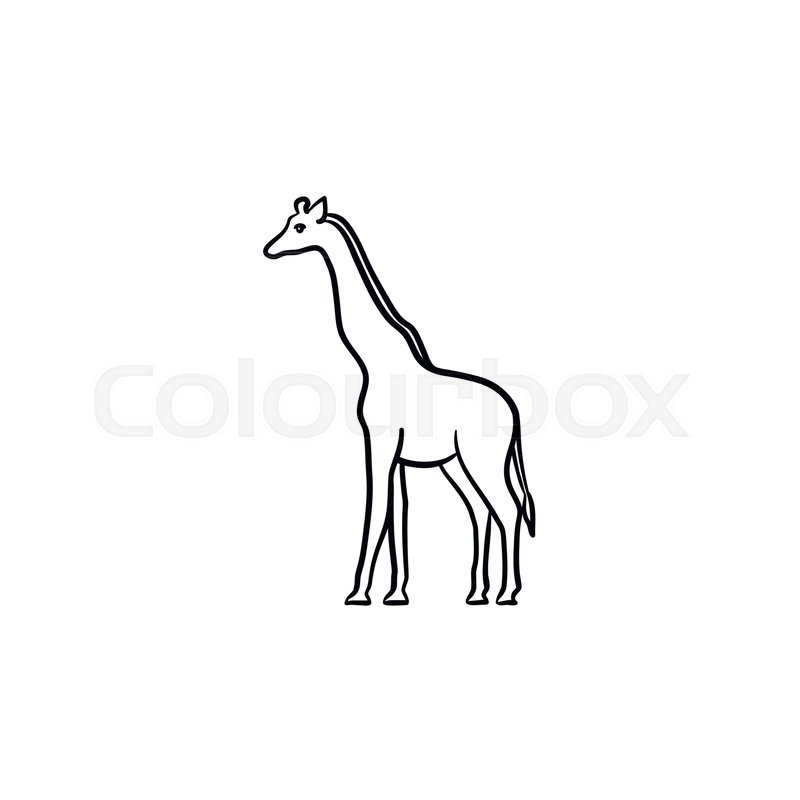 800x800 Giraffe Hand Drawn Outline Doodle Icon. Africa Animal - Africa Sketch