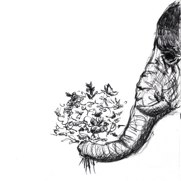 610x610 Africa, Art, Black, Cute, Drawing, Elephant, Flowers, Love, Sketch - Africa Sketch
