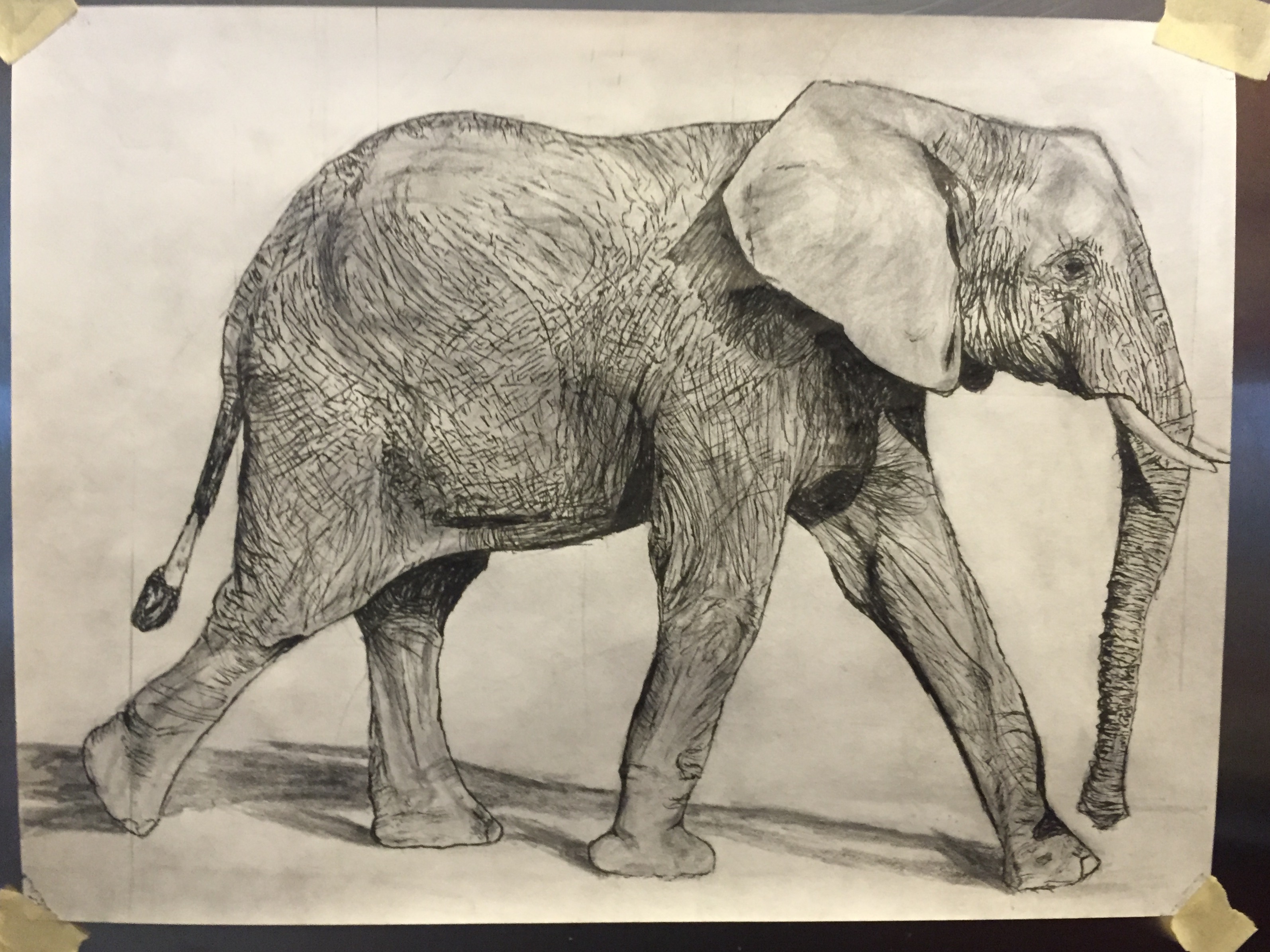 3188x2390 An African Elephant Sketch For A Friend. - African Elephant Sketch