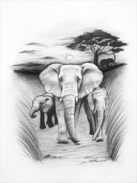 585x780 Elephant Drawings Free Printable, Jpeg, Png Format Download - African Elephant Sketch