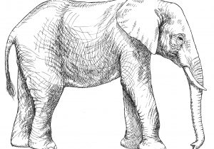 300x210 Elephant Sketch Images 8. How To Sketch An Elephant, African - African Elephant Sketch
