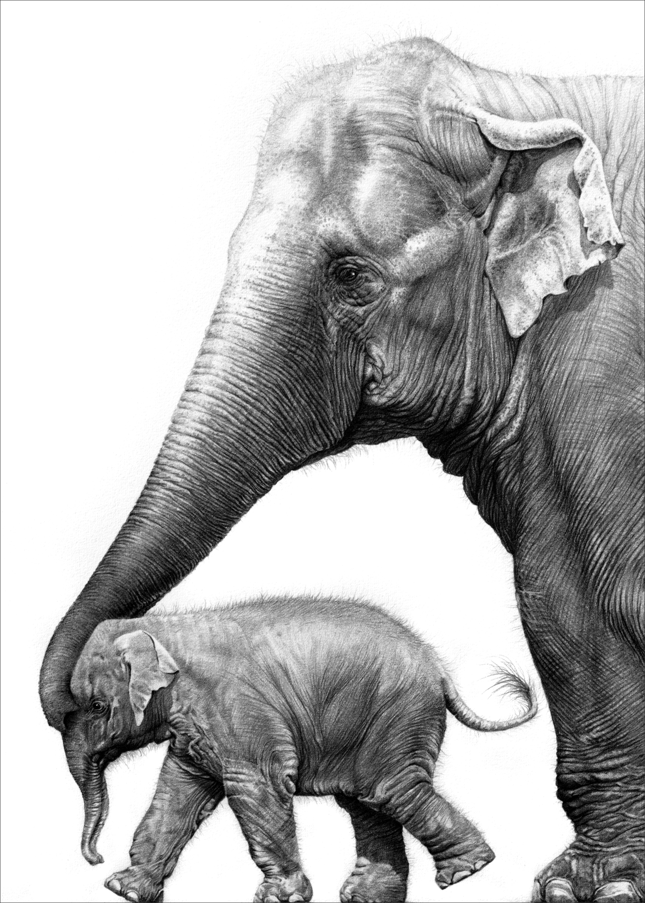 1286x1800 Elephant Drawings By Gary Hodges - African Elephant Sketch