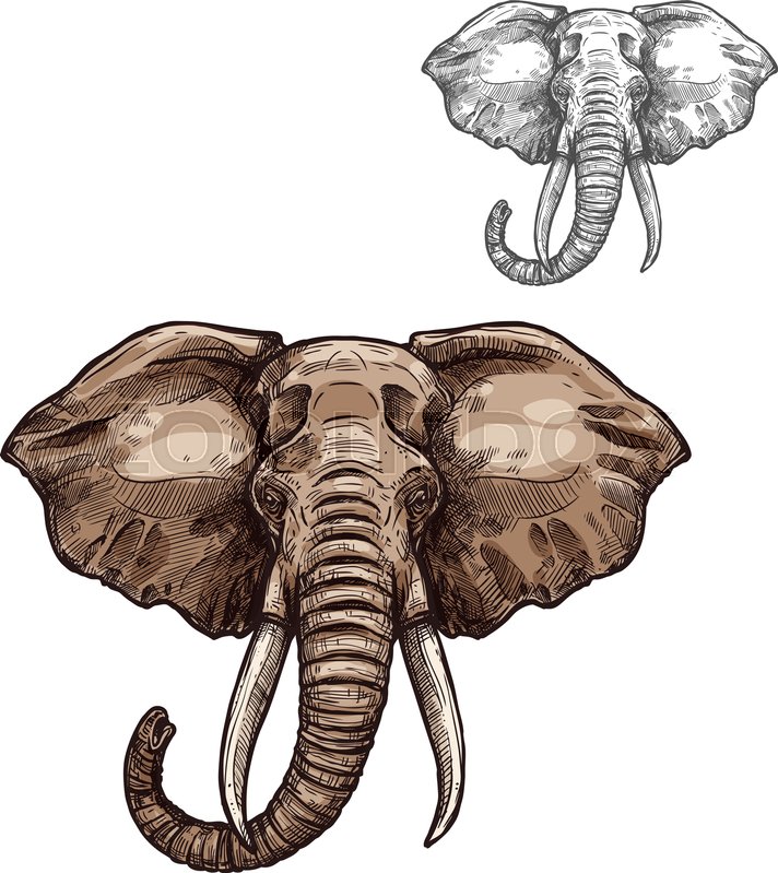 712x799 Elephant Mammal Animal Sketch. Head Of African Elephant With Grey - African Elephant Sketch