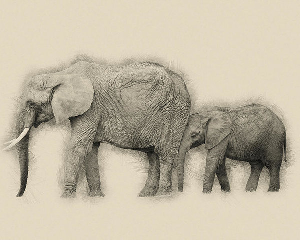 600x480 Pencil Drawing Sketch Illustration Of African Elephant Loxodonta - African Elephant Sketch