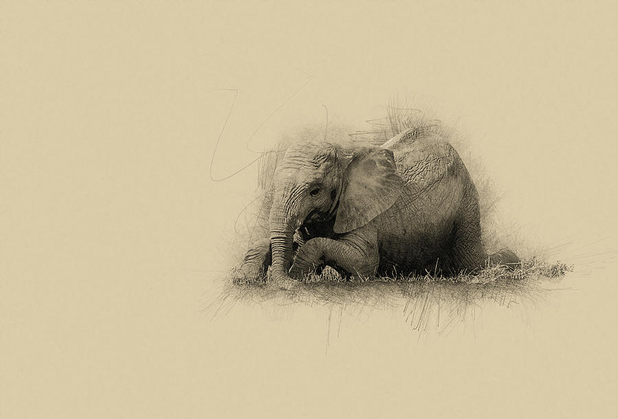 900x610 Pencil Drawing Sketch Illustration Of Baby Calf African Elephant - African Elephant Sketch