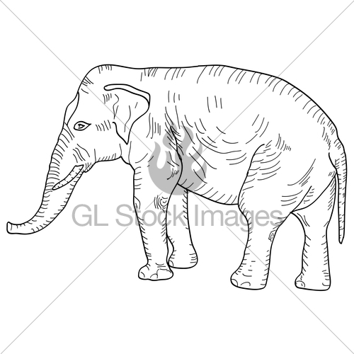 500x500 Sketch A Large African Elephant On White Background. Vect... Gl - African Elephant Sketch