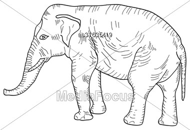 380x259 Sketch Large African Elephant White Background Vector Illustration - African Elephant Sketch