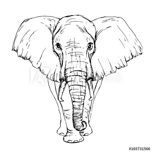 500x500 Sketch By Pen African Elephant Front View - African Elephant Sketch