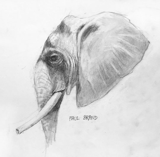 540x530 Ut News Blog Archive Associate Professor Emeritus Sketches - African Elephant Sketch