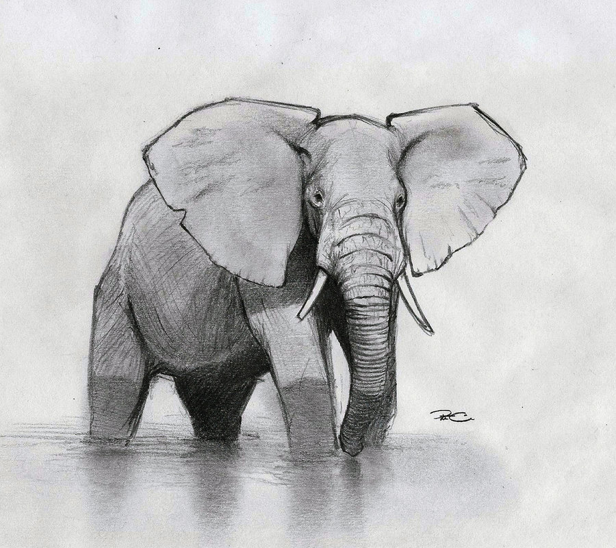 African Elephant Sketch at PaintingValley.com | Explore collection of ...