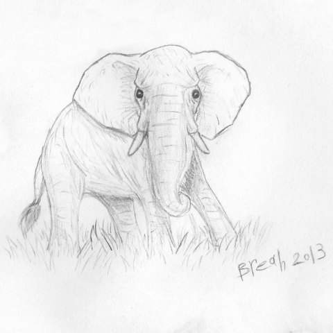 480x480 African Elephant Sketch Drawing Art By Breah - African Elephant Sketch