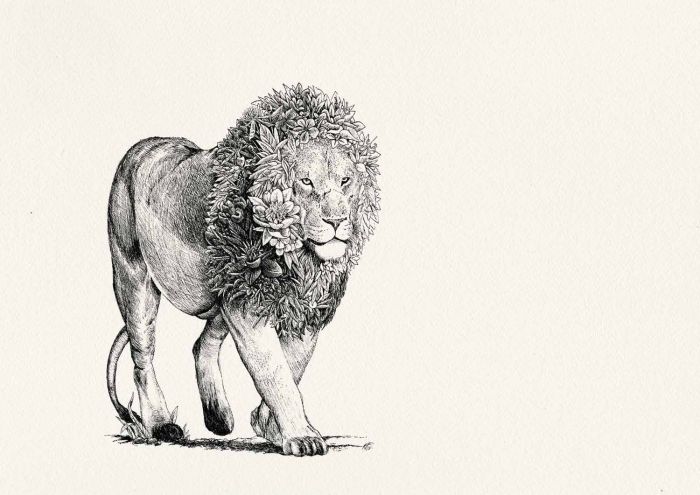 700x495 African Lion Animals Subject The Store By Fairfax - African Lion Sketch