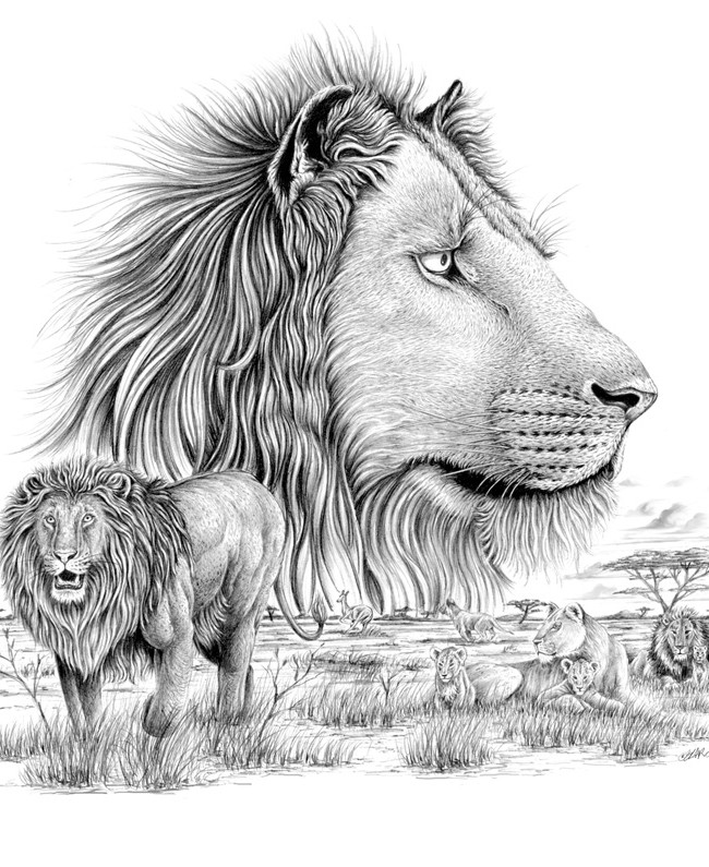 650x795 African Lion Steve Blair Designs Crescent Studio - African Lion Sketch