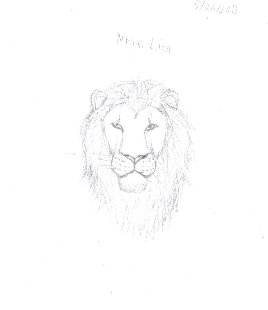 900x1041 African Lion Head Sketch By Dry Designs - African Lion Sketch